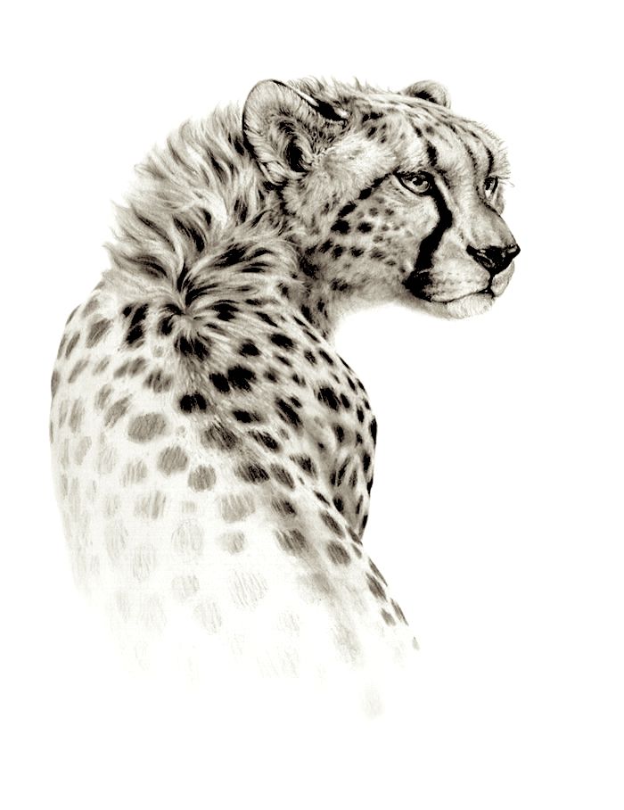 Cheetah