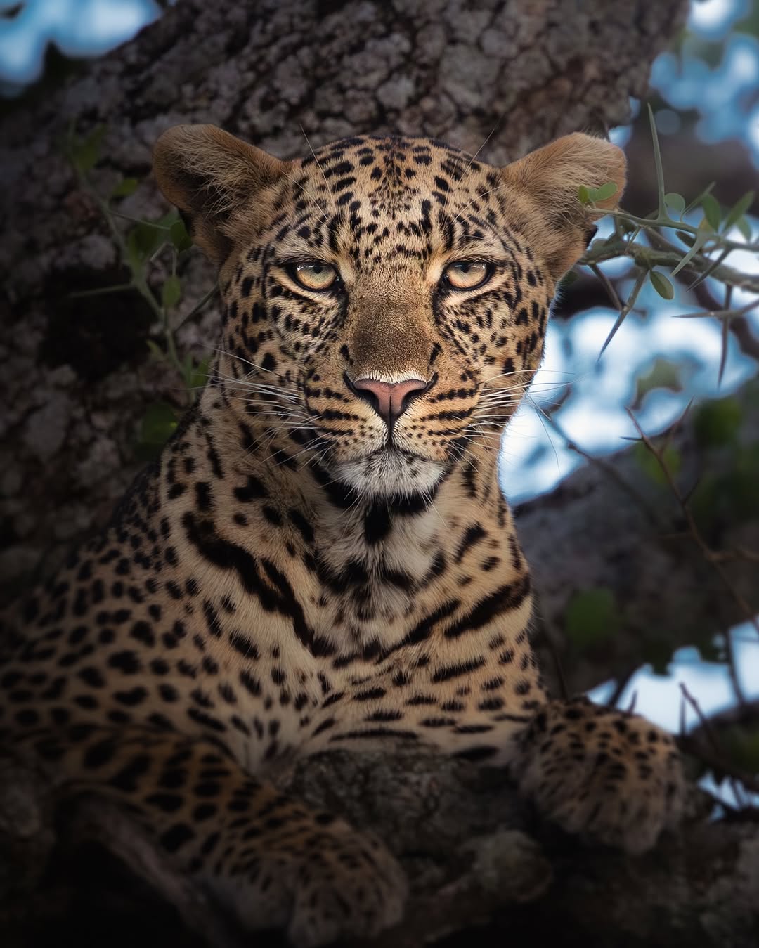 Tanzania Safari Tours